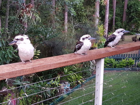 Buderim Forest Hideaway - ACT Tourism 1