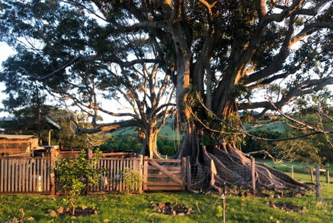 BYRON BAY'S HISTORIC BARNSTAY! - ACT Tourism 2