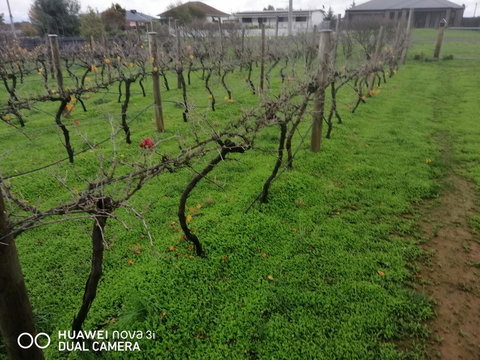 Carisbrook Country Retreat Motel - ACT Tourism 1