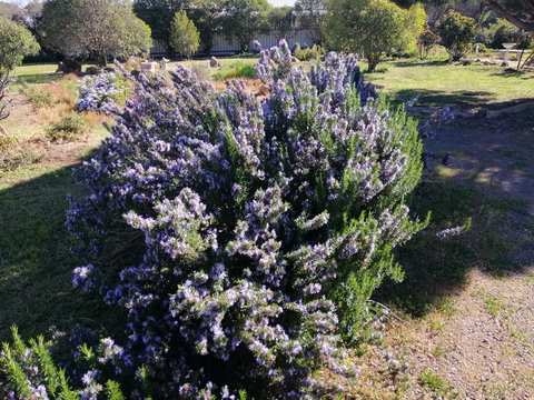 Carisbrook Country Retreat Motel - ACT Tourism 2