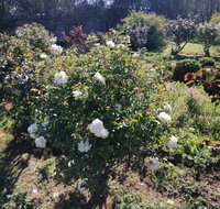 Carisbrook Country Retreat Motel - ACT Tourism