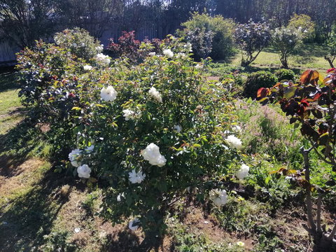 Carisbrook Country Retreat Motel - ACT Tourism 0