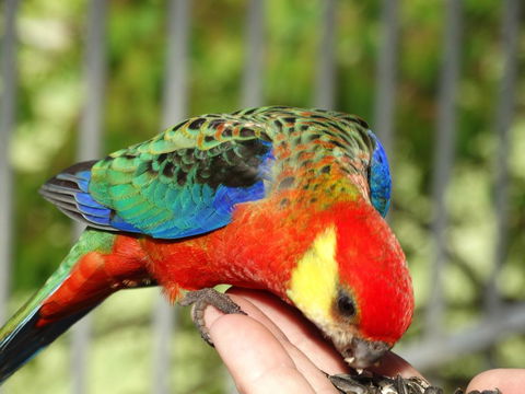 Cinnamon Coloureds Farm Cottages - ACT Tourism 3