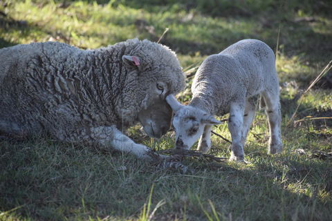 Clandulla Cottages & Farmstay - ACT Tourism 0