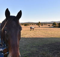 Clydesdale Cottage on Talga with real Clydesdale Horses - ACT Tourism