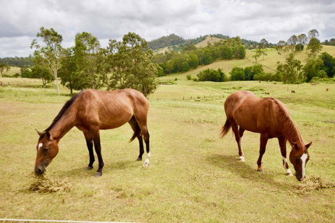 Country Breeze Farm Stay - ACT Tourism 1