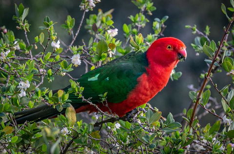 Country Paradise In The Gully - ACT Tourism 2