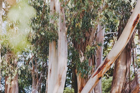 Dalblair Bed & Breakfast - ACT Tourism 2
