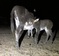 Donkey Tales Farm Cottages - ACT Tourism