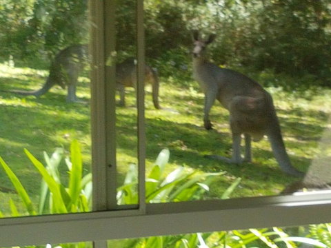 Forest View Bungalow - ACT Tourism 2