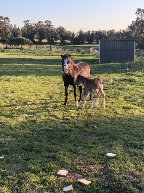 Gibbagunyah Manor - ACT Tourism 1