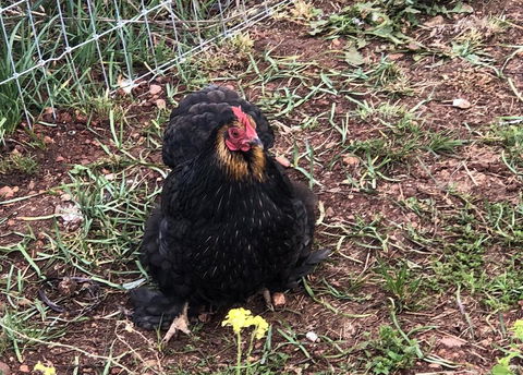 Gibbagunyah Manor - ACT Tourism 2