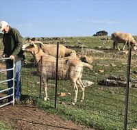 Gilgraves Vineyard Farmstay - ACT Tourism