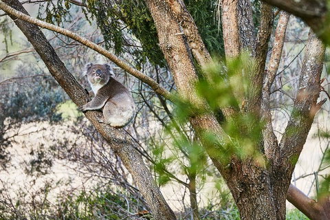 Great Ocean Walk Retreat - ACT Tourism 1