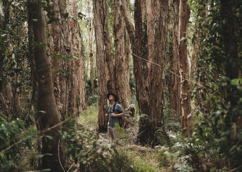Habitat Noosa - ACT Tourism 0