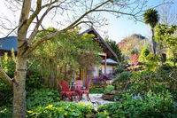 Hills End Camellia