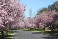 Book Kelso Accommodation Vacations ACT Tourism ACT Tourism