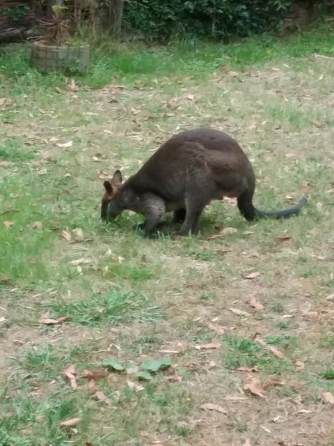 Lyrebird Gully Retreat - ACT Tourism 1