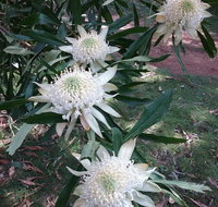 Lyrebird Gully Retreat - ACT Tourism