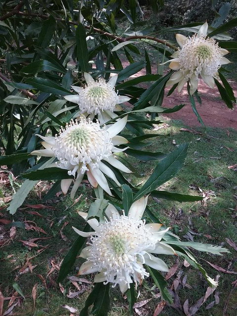 Lyrebird Gully Retreat - ACT Tourism 0