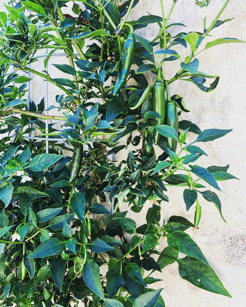 BeachHideaway@Scarborough - ACT Tourism 9