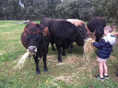 Turner Brook Chalet - ACT Tourism 6