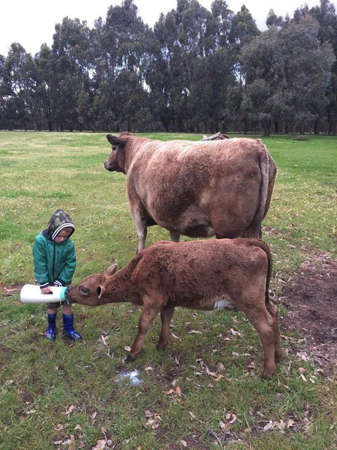 Turner Brook Chalet - ACT Tourism 4