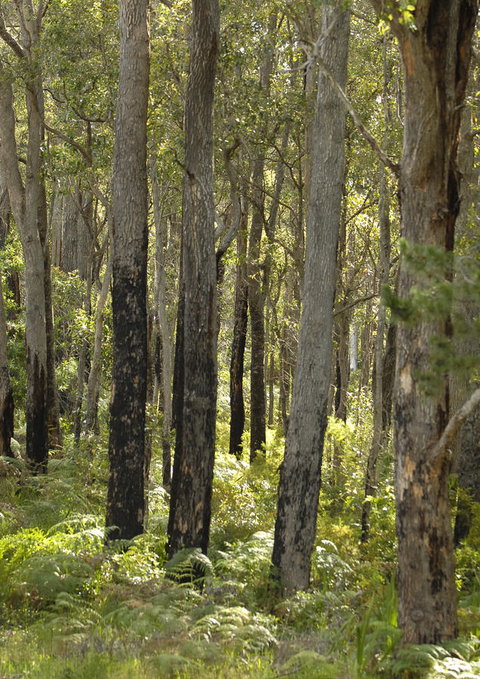 Margarets Forest - ACT Tourism 36