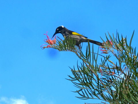 Bridgetown Valley Lodge - ACT Tourism 42