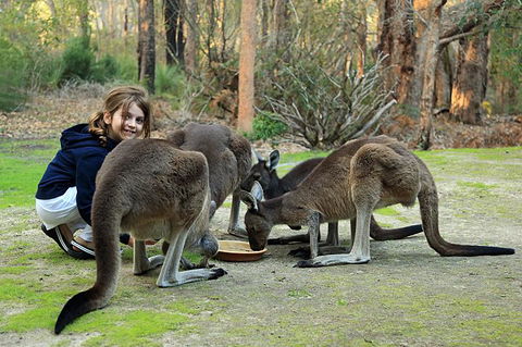 Yelverton Brook Conservation Sanctuary - ACT Tourism 5