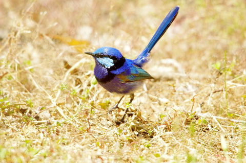 Yelverton Brook Conservation Sanctuary - ACT Tourism 23