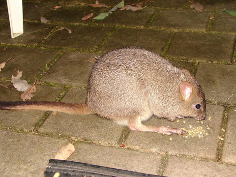 Yelverton Brook Conservation Sanctuary - ACT Tourism 37