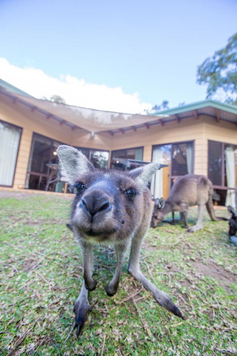Yelverton Brook Conservation Sanctuary - ACT Tourism 17