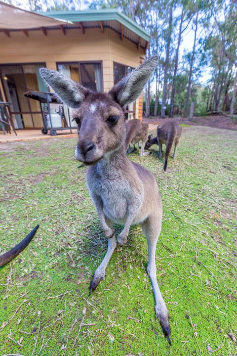 Yelverton Brook Conservation Sanctuary - ACT Tourism 0