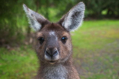 Yelverton Brook Conservation Sanctuary - ACT Tourism 25