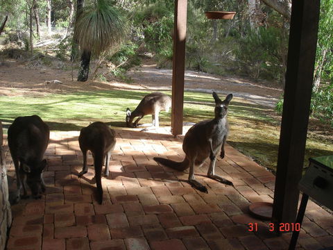 Yelverton Brook Conservation Sanctuary - ACT Tourism 22