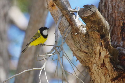 Yelverton Brook Conservation Sanctuary - ACT Tourism 35