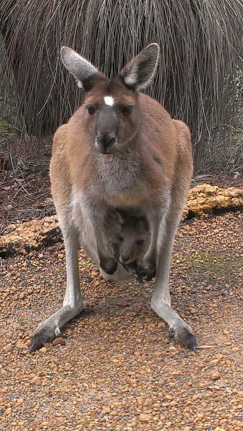 Yelverton Brook Conservation Sanctuary - ACT Tourism 27
