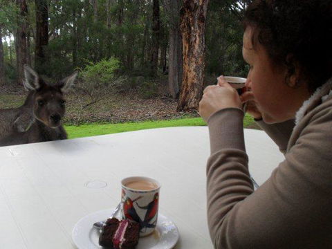 Yelverton Brook Conservation Sanctuary - ACT Tourism 44