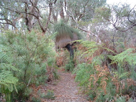Yelverton Brook Conservation Sanctuary - ACT Tourism 41