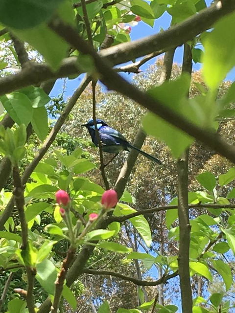 Tegwan's Nest Holiday Home - ACT Tourism 19