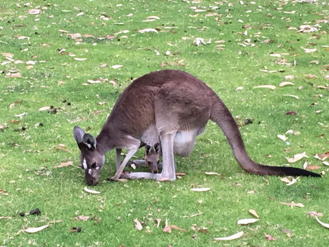 Tegwan's Nest Holiday Home - ACT Tourism 1