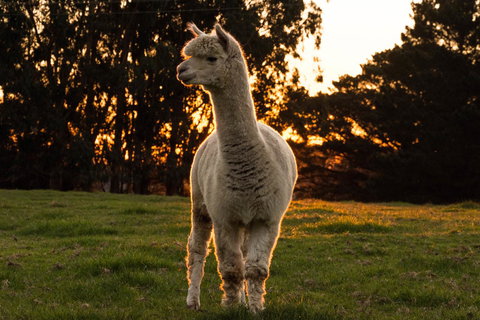 Celestine Retreat - ACT Tourism 10