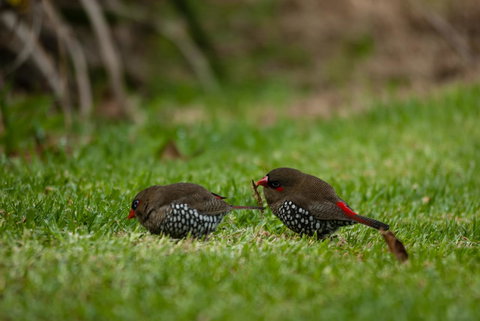 Celestine Retreat - ACT Tourism 12