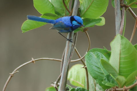 Cape Howe Cottages - ACT Tourism 14