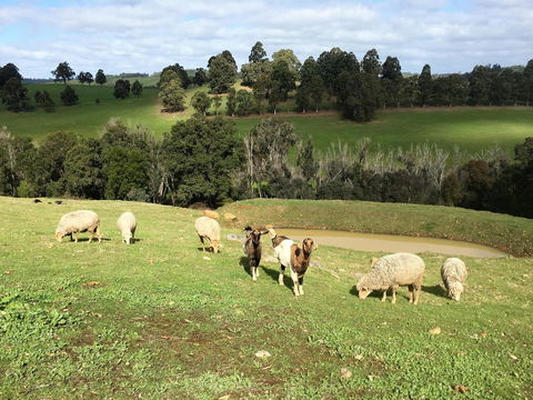 Balingup Highview Chalets - ACT Tourism 36