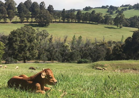 Balingup Highview Chalets - ACT Tourism 34