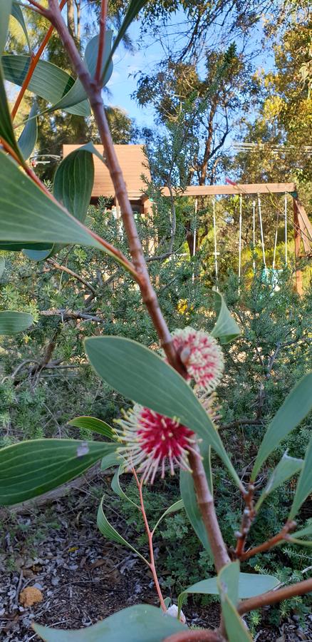 Di's Cabin In Dwellingup - ACT Tourism 4