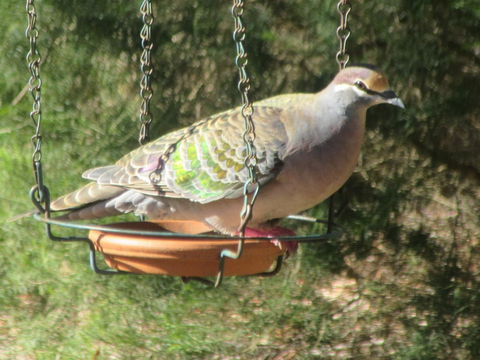 Di's Cabin In Dwellingup - ACT Tourism 25