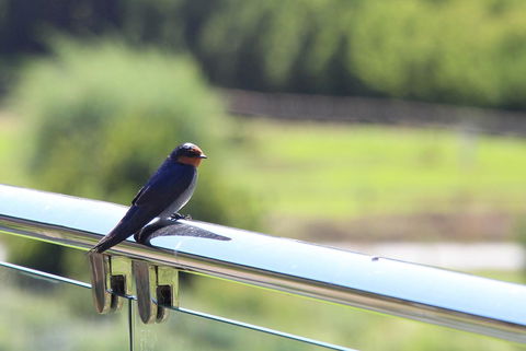 Bickley Valley Cottage - ACT Tourism 9